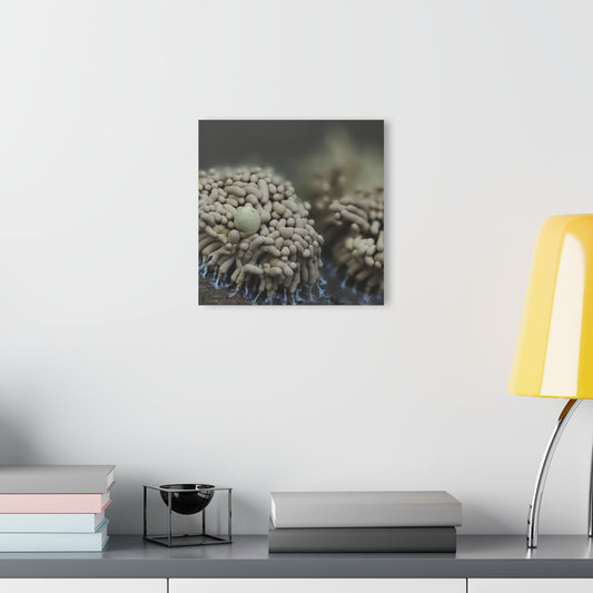 Slime Mold- Acrylic Prints (French Cleat Hanging)