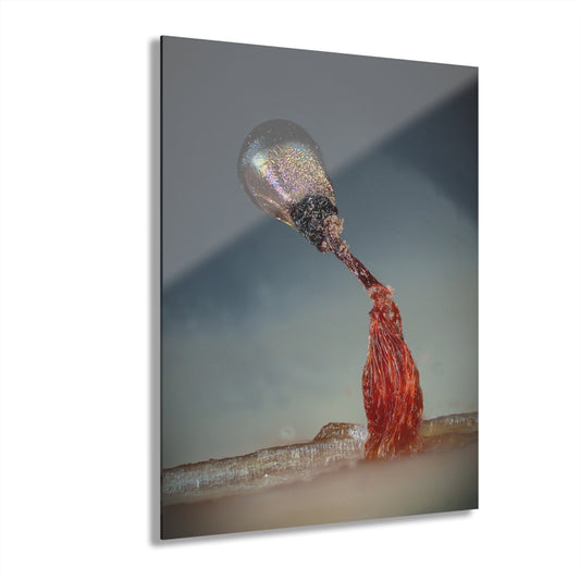 Acrylic Prints (French Cleat Hanging)