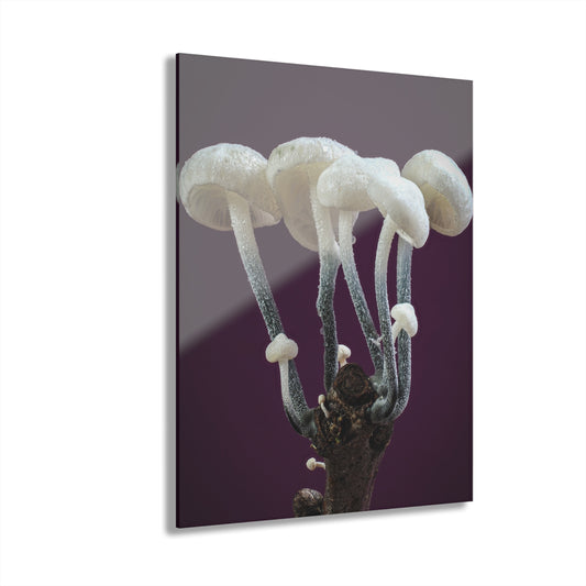 Tetrapyrgos nigripes (Black-Stalked Marasmius) Acrylic Prints (French Cleat Hanging)