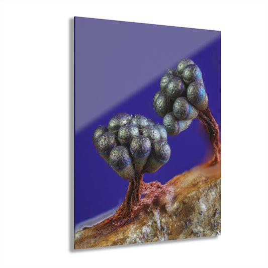 Wasp Nest Slime Mold Acrylic Prints (French Cleat Hanging)