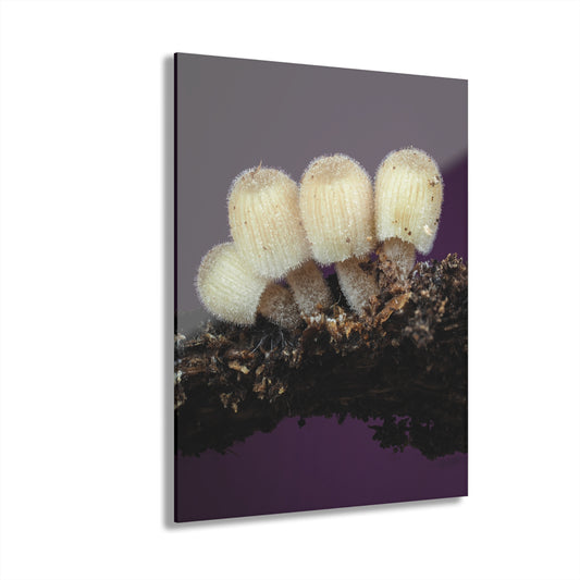 Acrylic Prints (French Cleat Hanging)