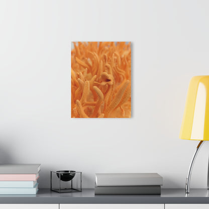 Cultivated Cordyceps- Acrylic Prints (French Cleat Hanging)