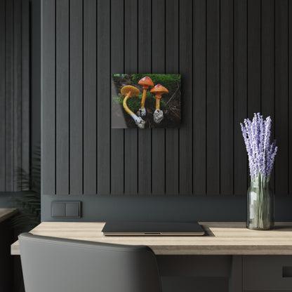 Amanita jacksonii- Acrylic Prints (French Cleat Hanging)