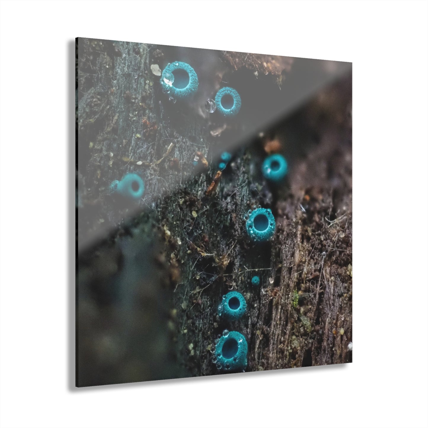 Chlorociboria- Acrylic Prints (French Cleat Hanging)