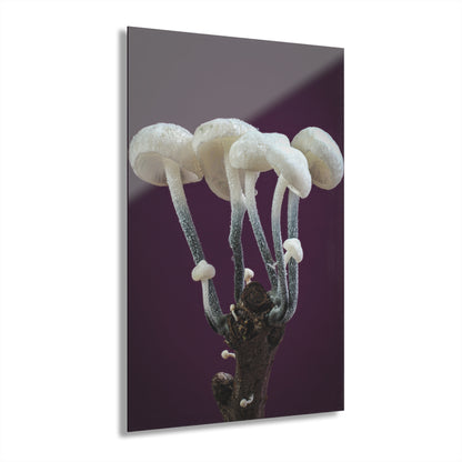 Tetrapyrgos nigripes (Black-Stalked Marasmius) Acrylic Prints (French Cleat Hanging)
