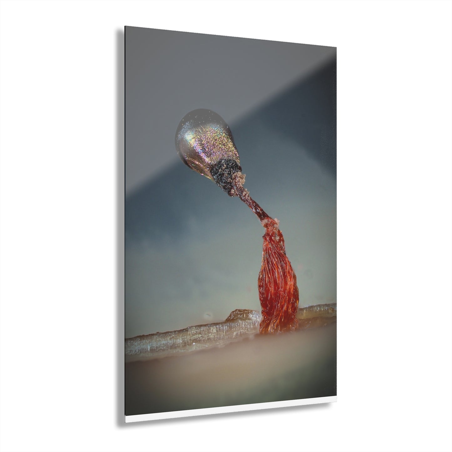 Acrylic Prints (French Cleat Hanging)