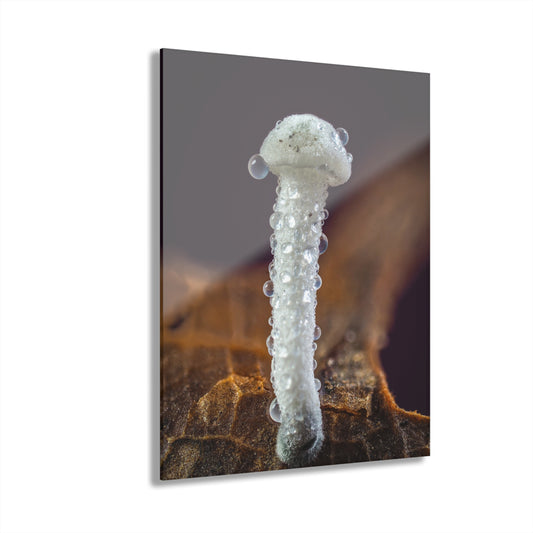 Acrylic Prints (French Cleat Hanging)