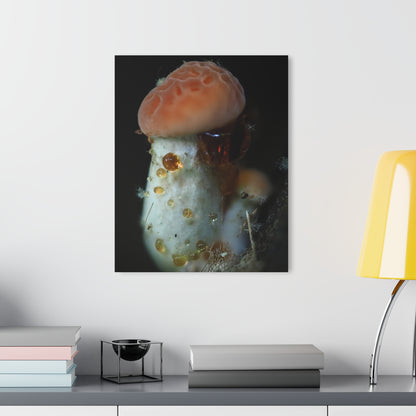 Acrylic Prints (French Cleat Hanging)