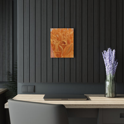 Cultivated Cordyceps- Acrylic Prints (French Cleat Hanging)