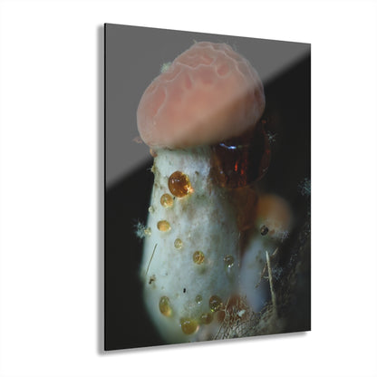 Acrylic Prints (French Cleat Hanging)