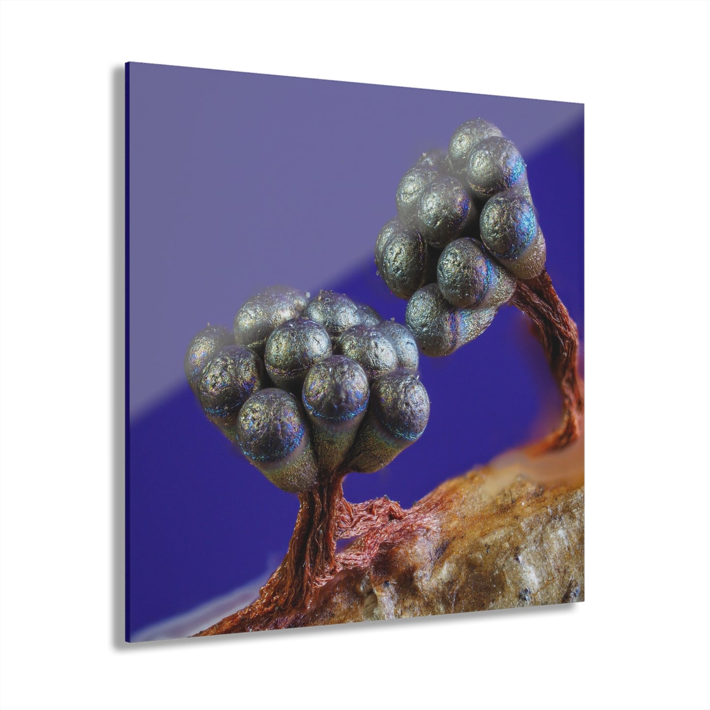 Wasp Nest Slime Mold Acrylic Prints (French Cleat Hanging)