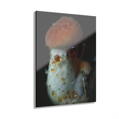 Acrylic Prints (French Cleat Hanging)