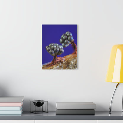 Wasp Nest Slime Mold Acrylic Prints (French Cleat Hanging)