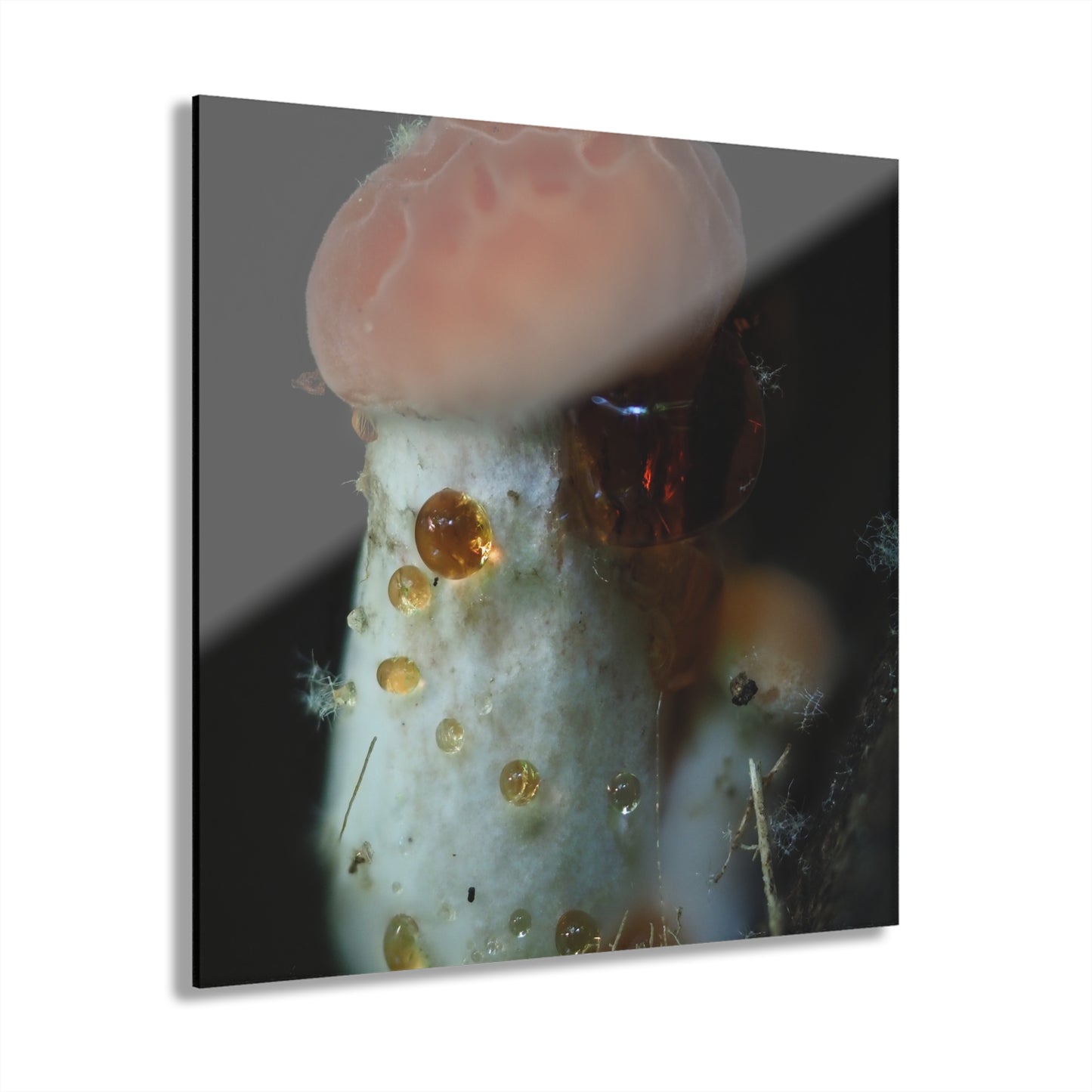 Acrylic Prints (French Cleat Hanging)