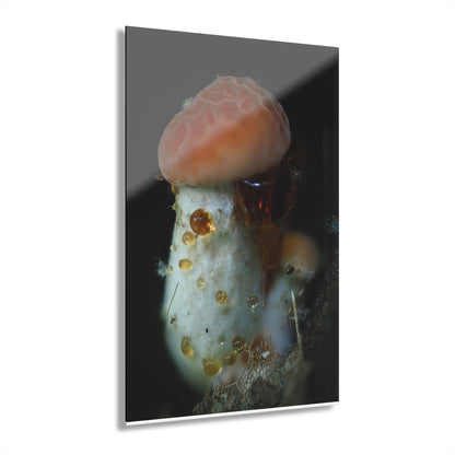 Acrylic Prints (French Cleat Hanging)