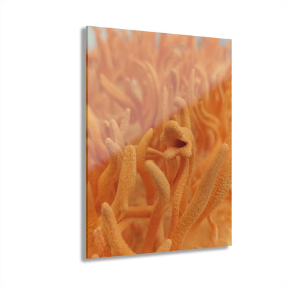 Cultivated Cordyceps- Acrylic Prints (French Cleat Hanging)