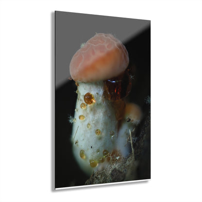 Acrylic Prints (French Cleat Hanging)