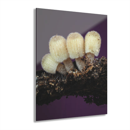 Acrylic Prints (French Cleat Hanging)