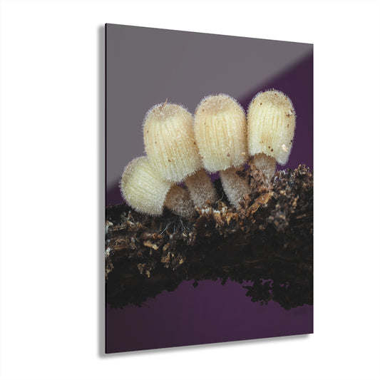 Acrylic Prints (French Cleat Hanging)