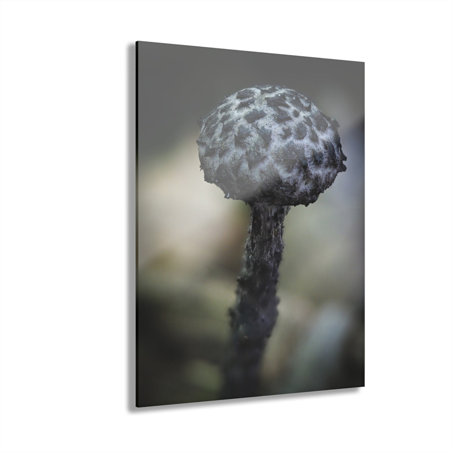 Old man of the woods- Acrylic Prints (French Cleat Hanging)
