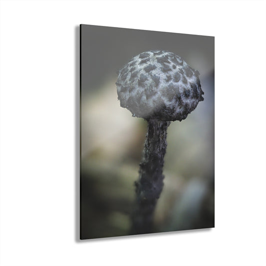 Old man of the woods- Acrylic Prints (French Cleat Hanging)