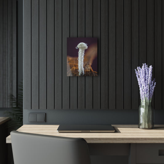 Acrylic Prints (French Cleat Hanging)