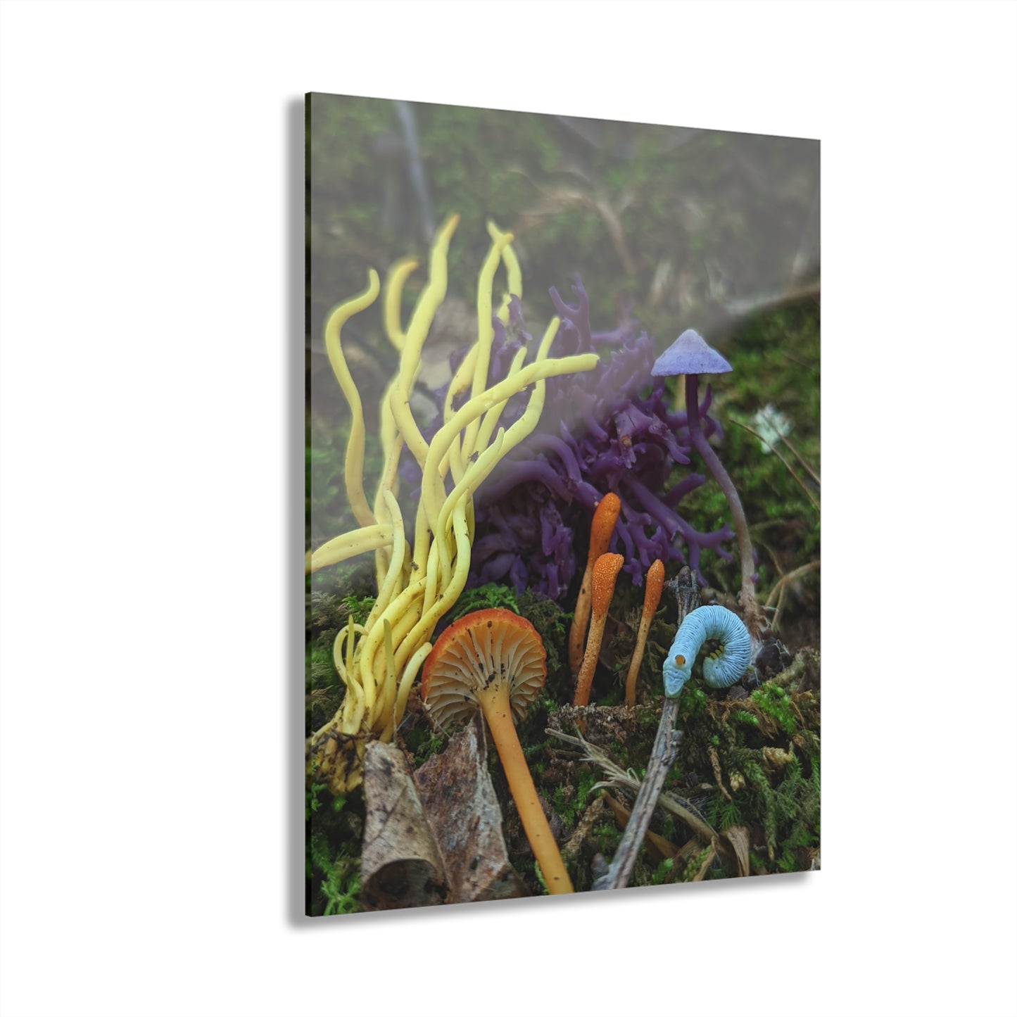 Acrylic Prints (French Cleat Hanging)