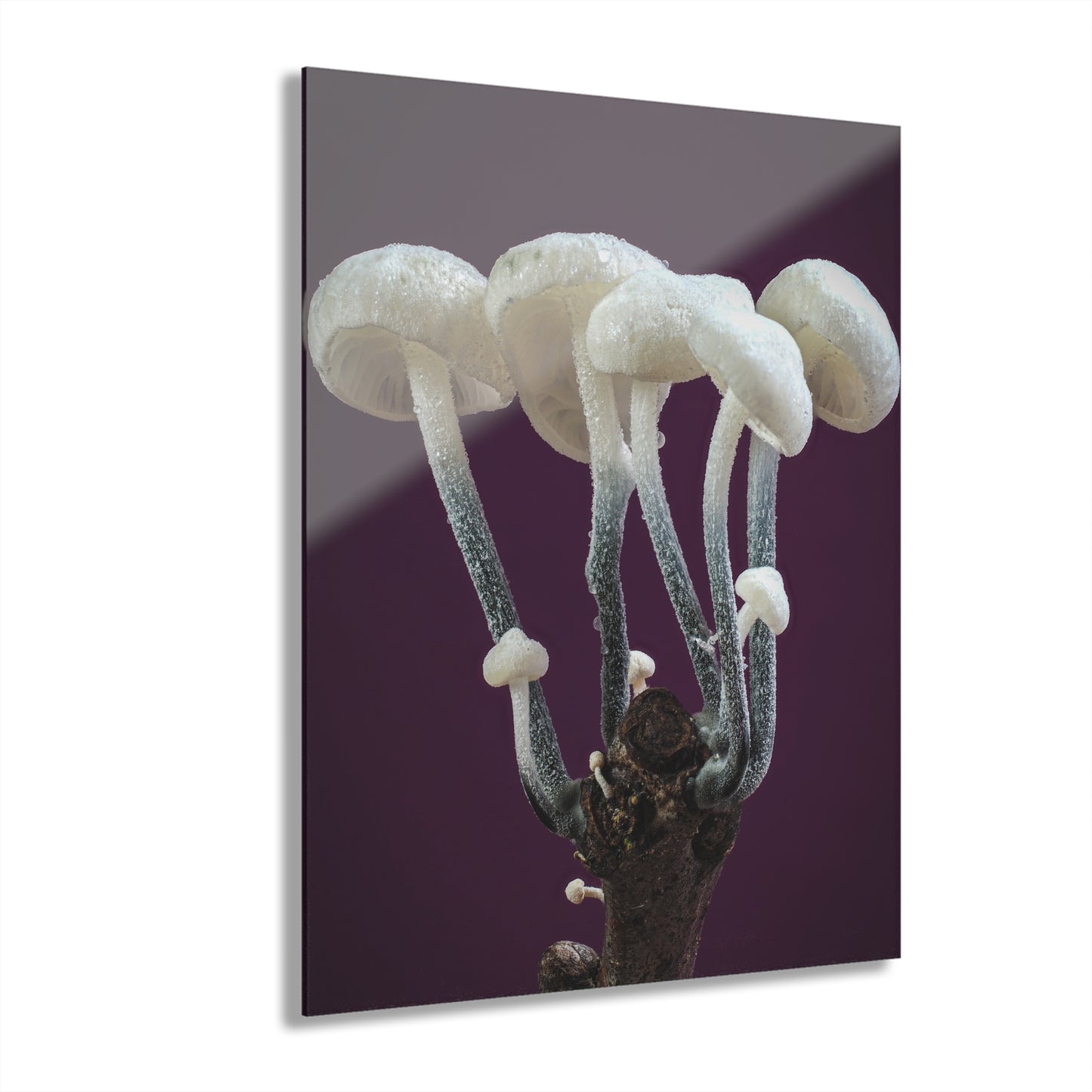 Tetrapyrgos nigripes (Black-Stalked Marasmius) Acrylic Prints (French Cleat Hanging)