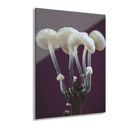 Tetrapyrgos nigripes (Black-Stalked Marasmius) Acrylic Prints (French Cleat Hanging)