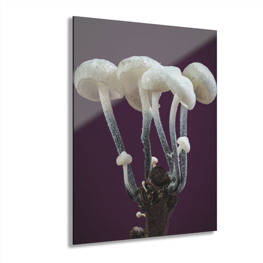 Tetrapyrgos nigripes (Black-Stalked Marasmius) Acrylic Prints (French Cleat Hanging)