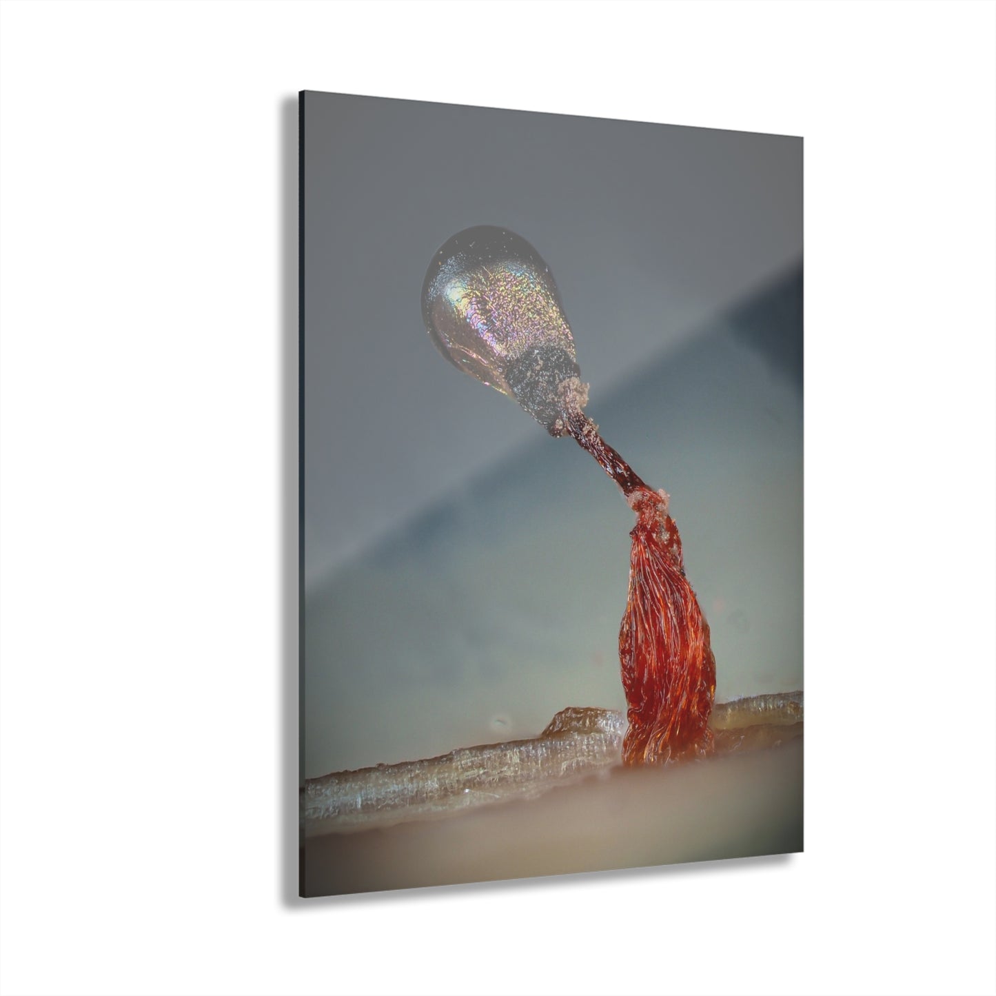 Acrylic Prints (French Cleat Hanging)