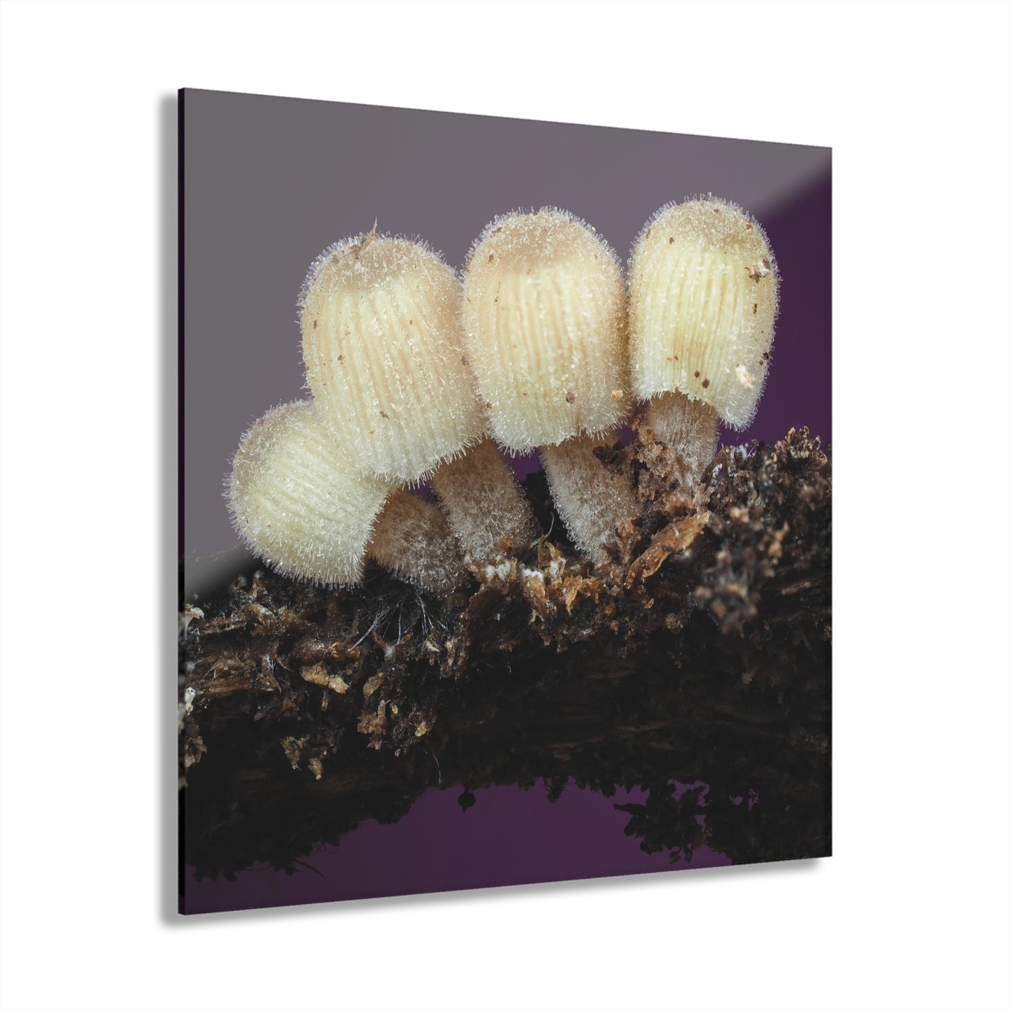 Acrylic Prints (French Cleat Hanging)