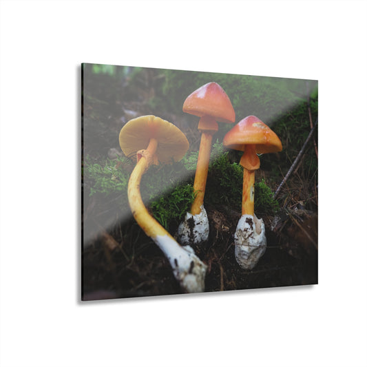 Amanita jacksonii- Acrylic Prints (French Cleat Hanging)