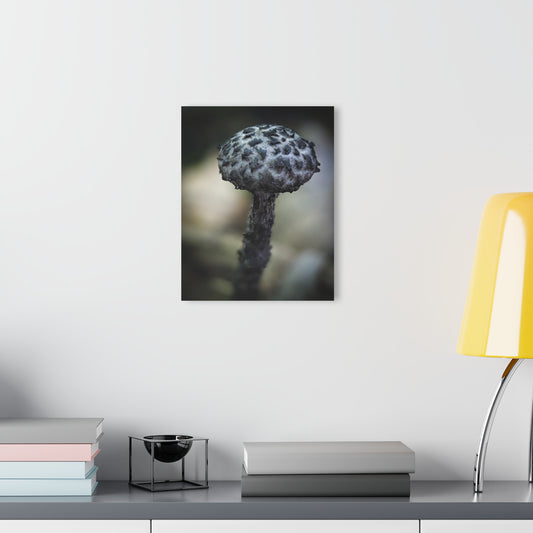 Old man of the woods- Acrylic Prints (French Cleat Hanging)