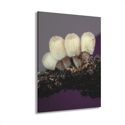 Acrylic Prints (French Cleat Hanging)