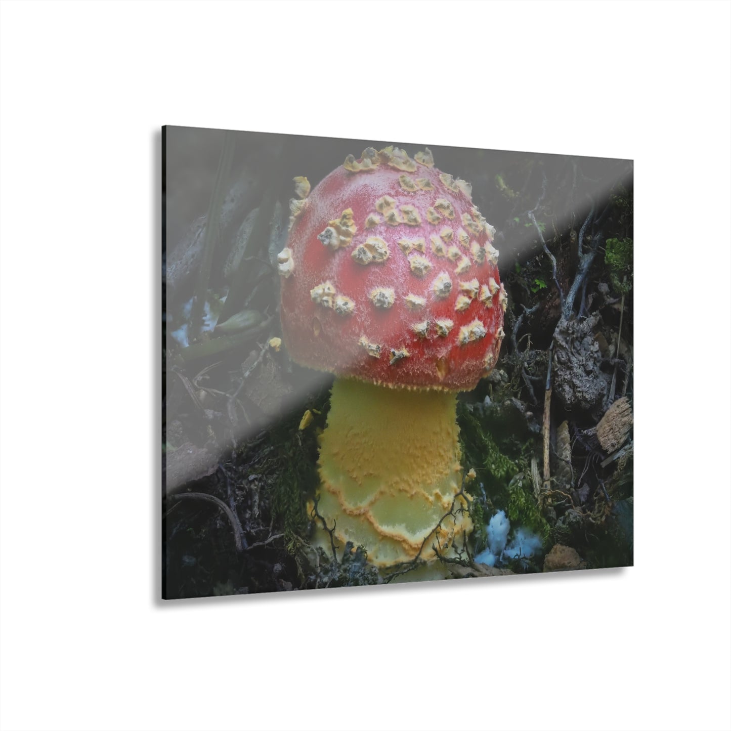 Amanita- Acrylic Prints (French Cleat Hanging)
