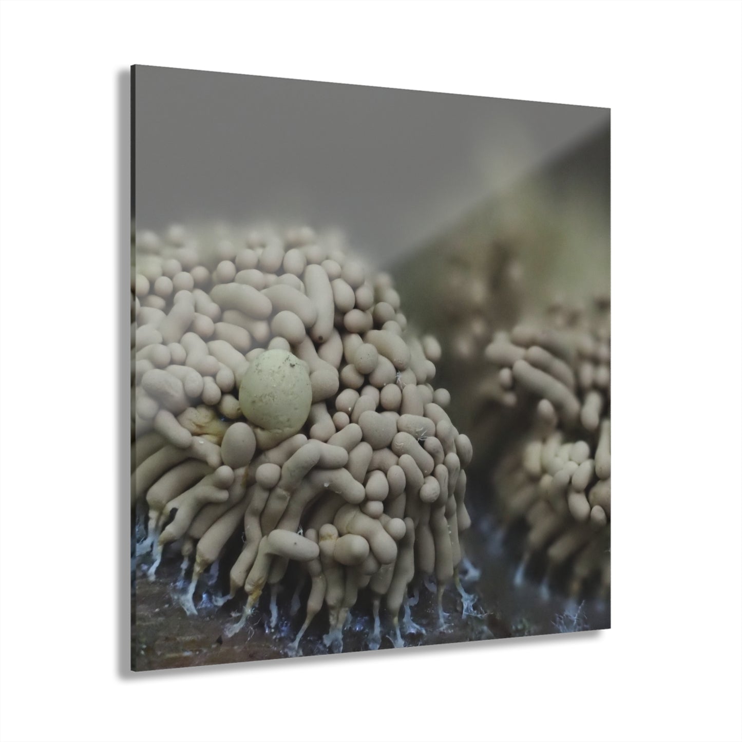 Slime Mold- Acrylic Prints (French Cleat Hanging)