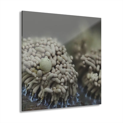 Slime Mold- Acrylic Prints (French Cleat Hanging)