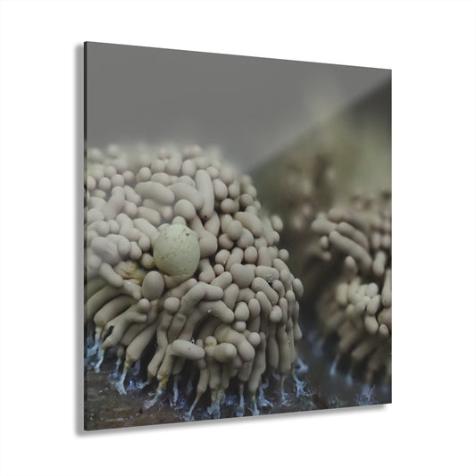 Slime Mold- Acrylic Prints (French Cleat Hanging)