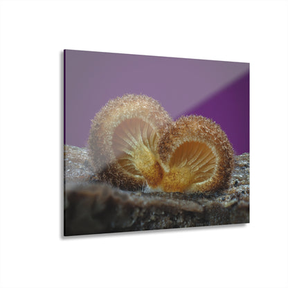 Acrylic Prints (French Cleat Hanging)