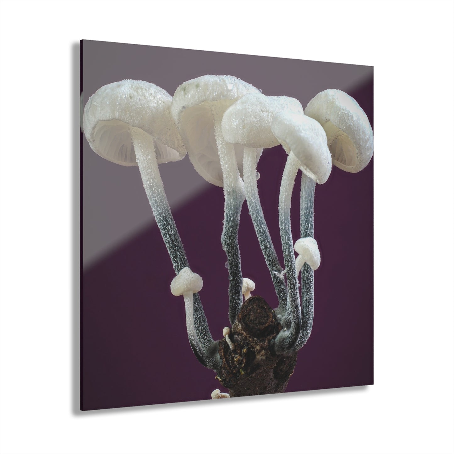 Tetrapyrgos nigripes (Black-Stalked Marasmius) Acrylic Prints (French Cleat Hanging)